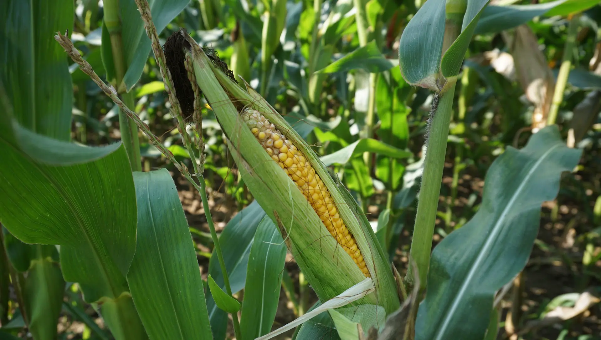 corn 917354 1920