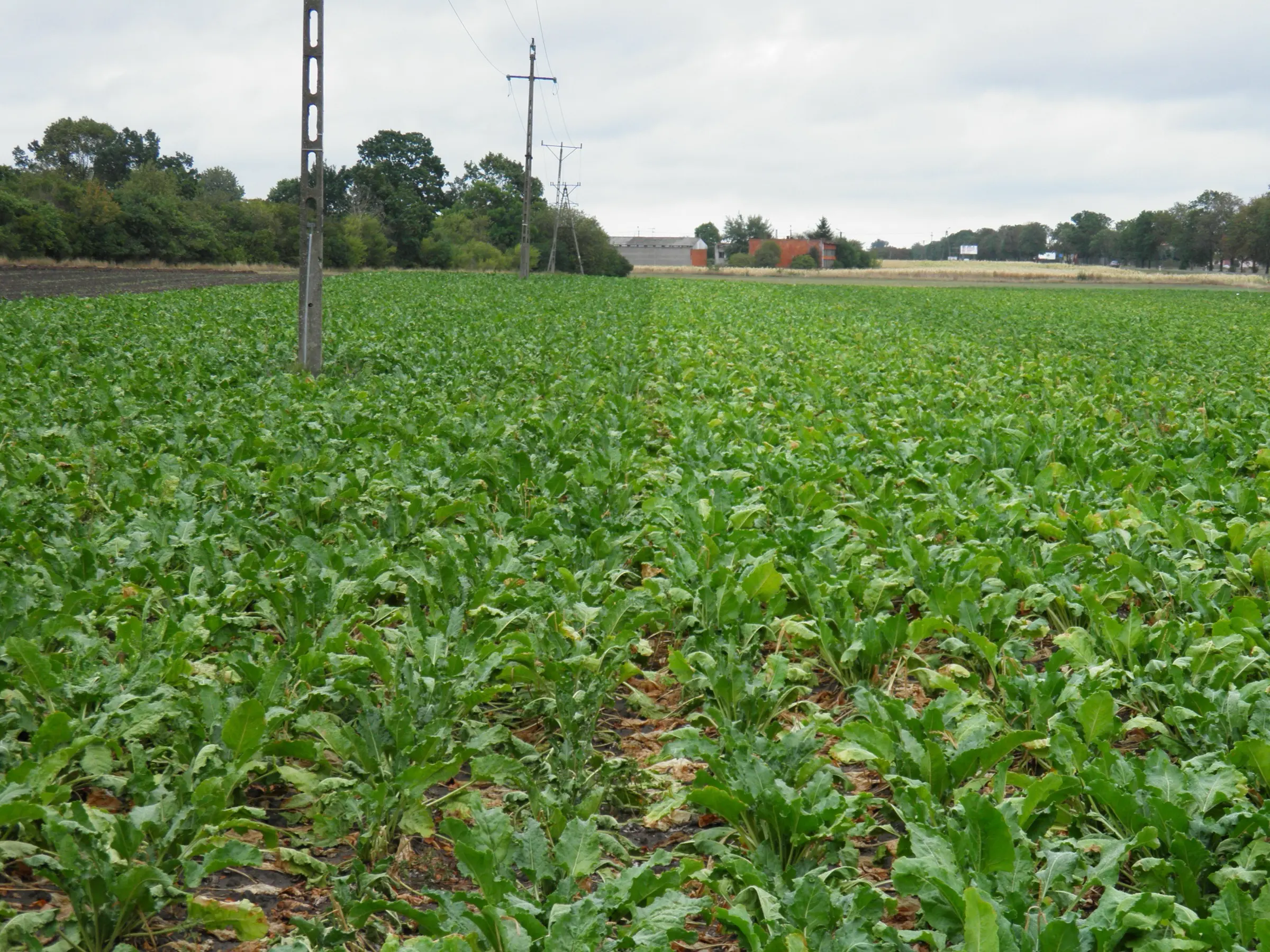 sugar beet brzesc kujawski
