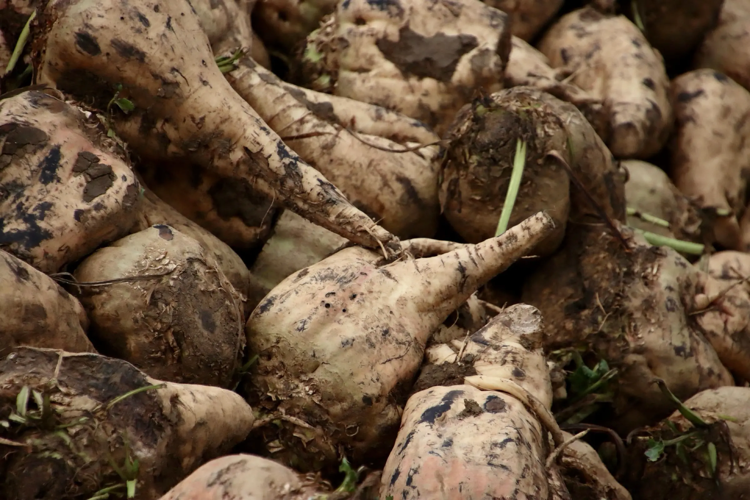 sugar beets 6955881 1920