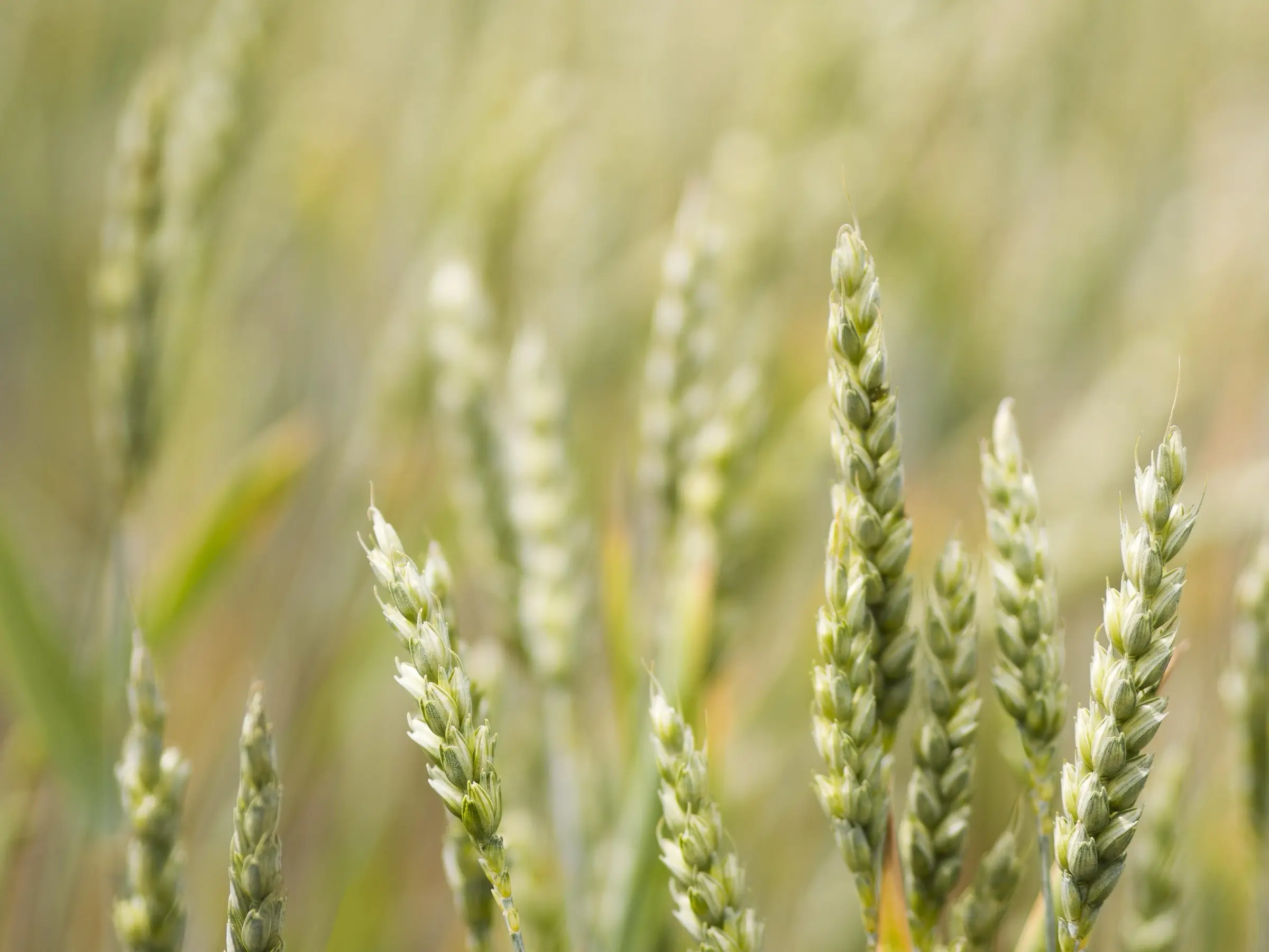 unfocused wheat field close up