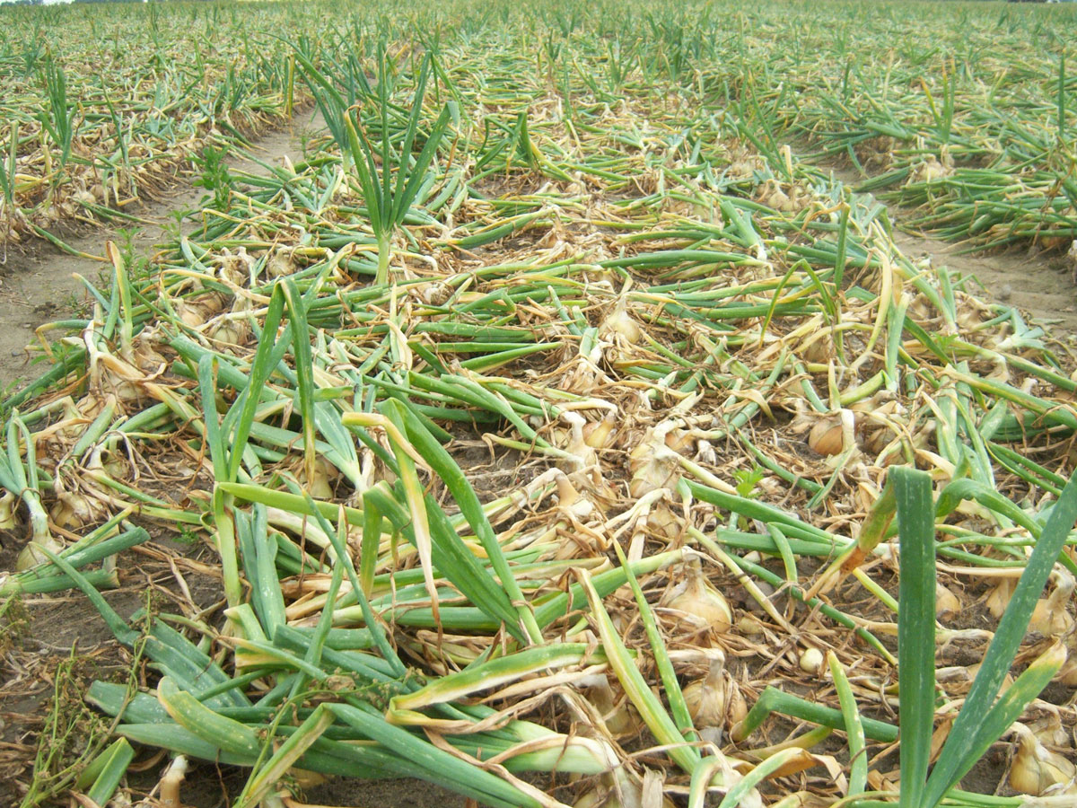 cebula henrykowo kon sier2