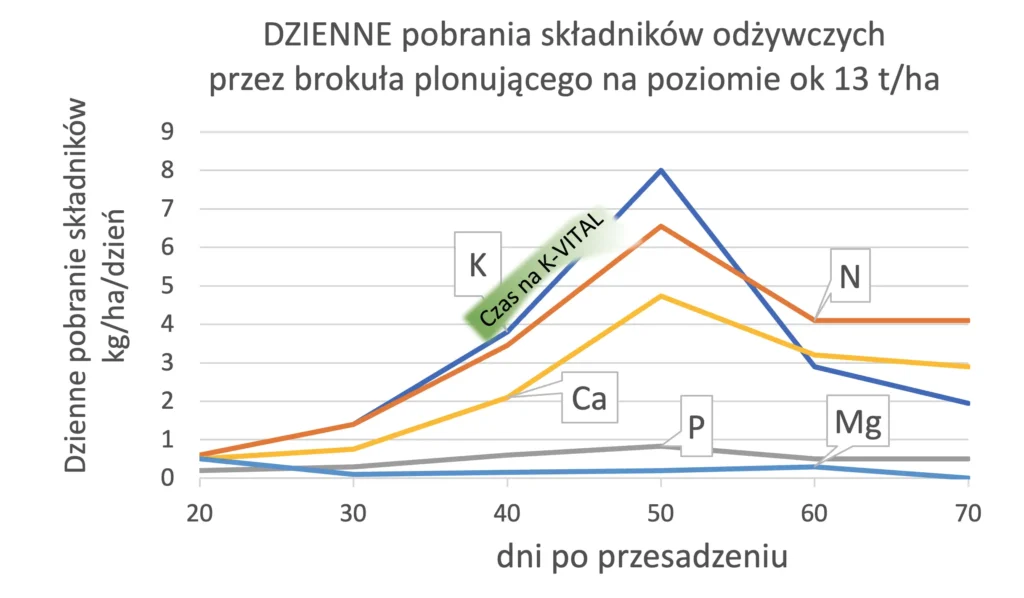 dzienne pobrania składników odżywczych przez brokuła