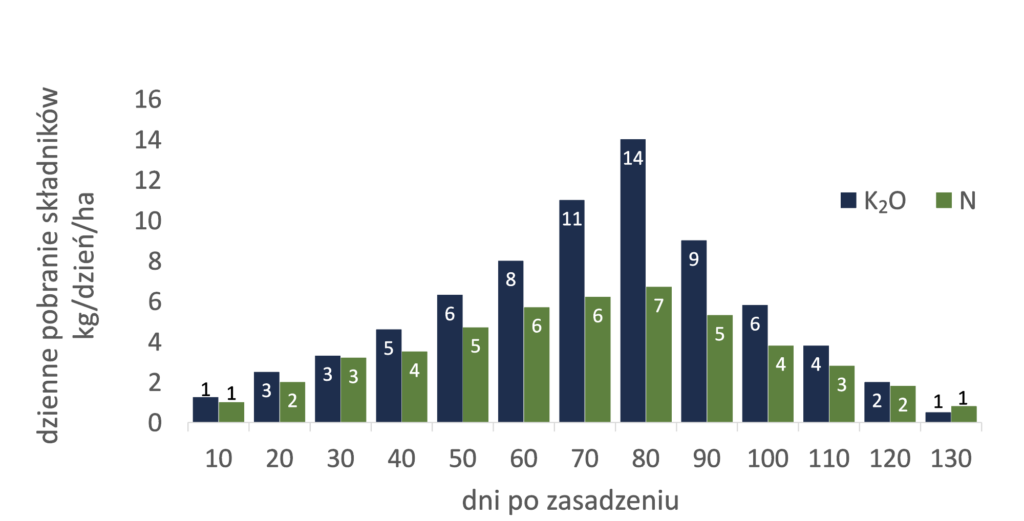Wykres słupkowy przedstawiający dzienne pobranie K₂O i N (kg/ha/dzień) w ciągu 130 dni od posadzenia. Pobranie K₂O osiąga maksimum wynoszące 14 w dniu 70, natomiast N maksymalnie 7 w dniach 60 i 80. Wszystkie opisy są w języku polskim, a grafikę uzupełnia tytuł podsumowujący zależność pobrania składników w czasie.