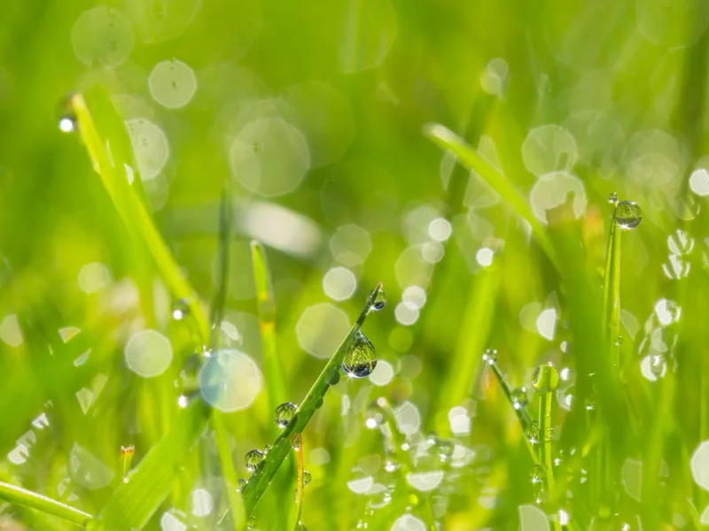 close up wet grass kopia