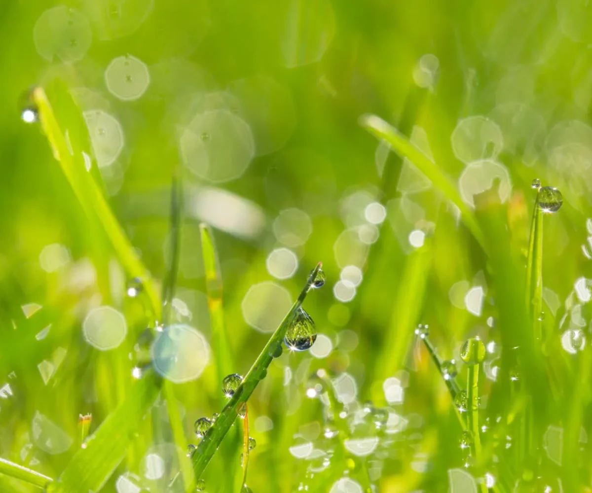 close up wet grass kopia