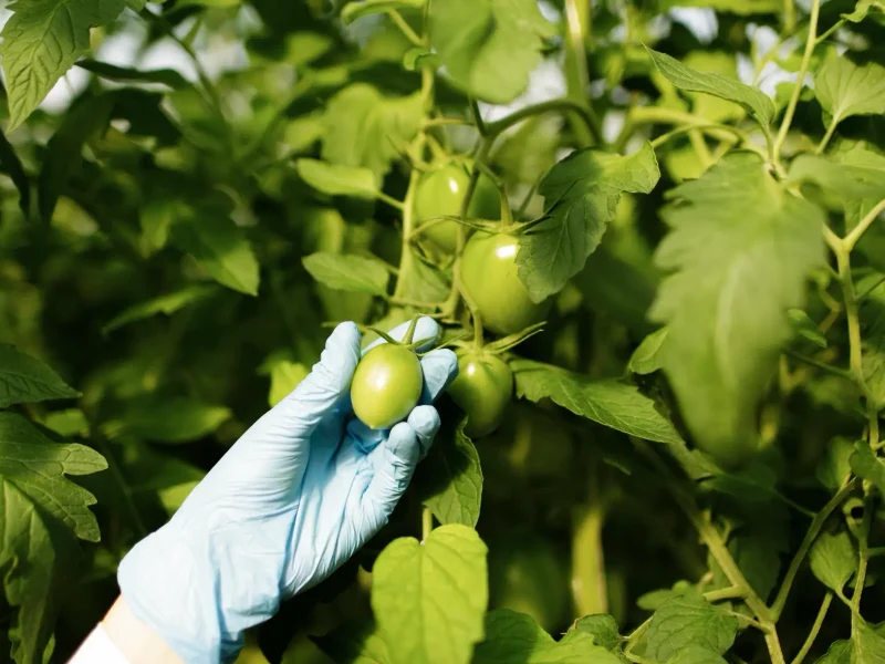 food scientist showing tomatoes greenhouse kopia