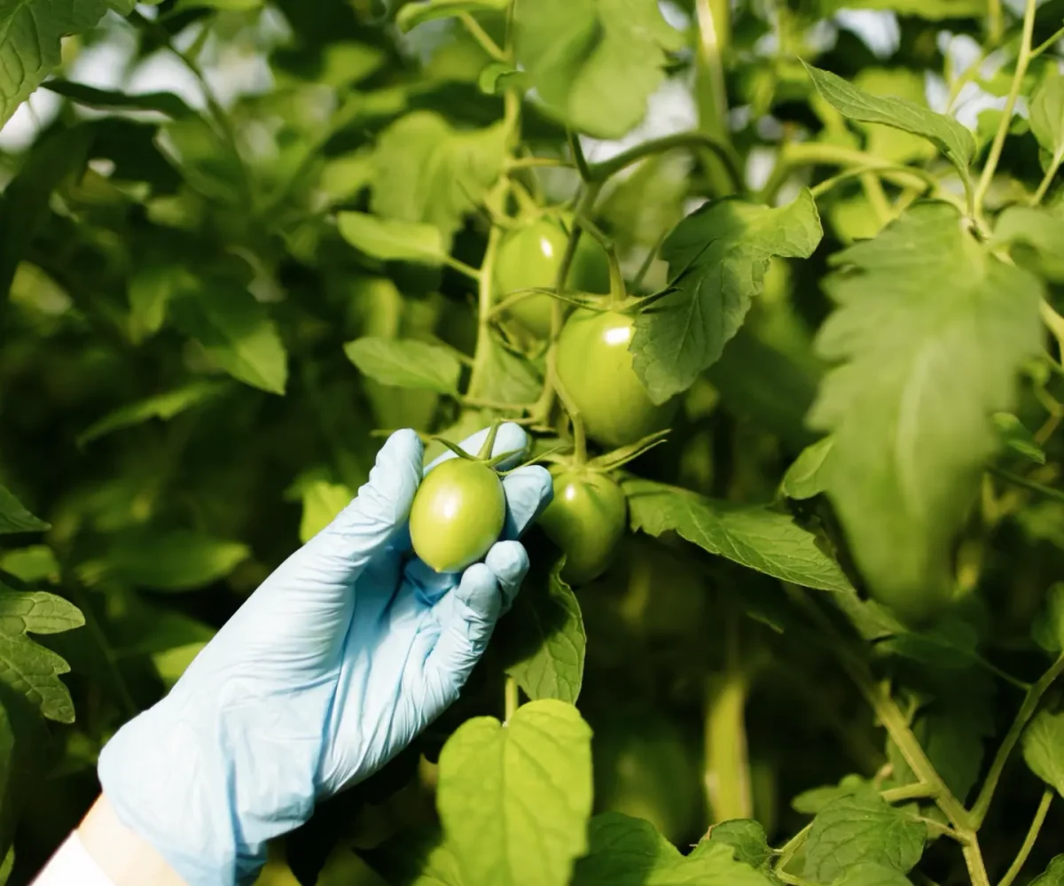 food scientist showing tomatoes greenhouse kopia