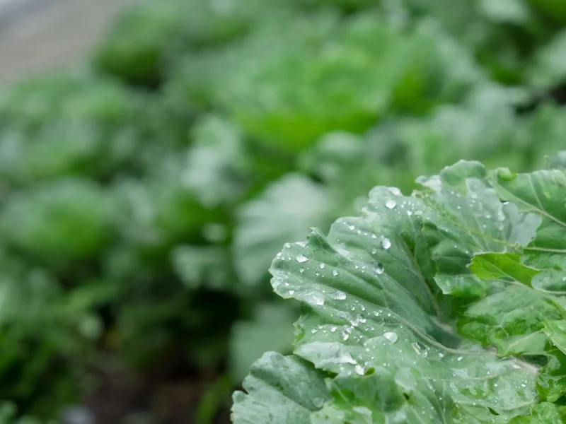 water drop vegetable kopia