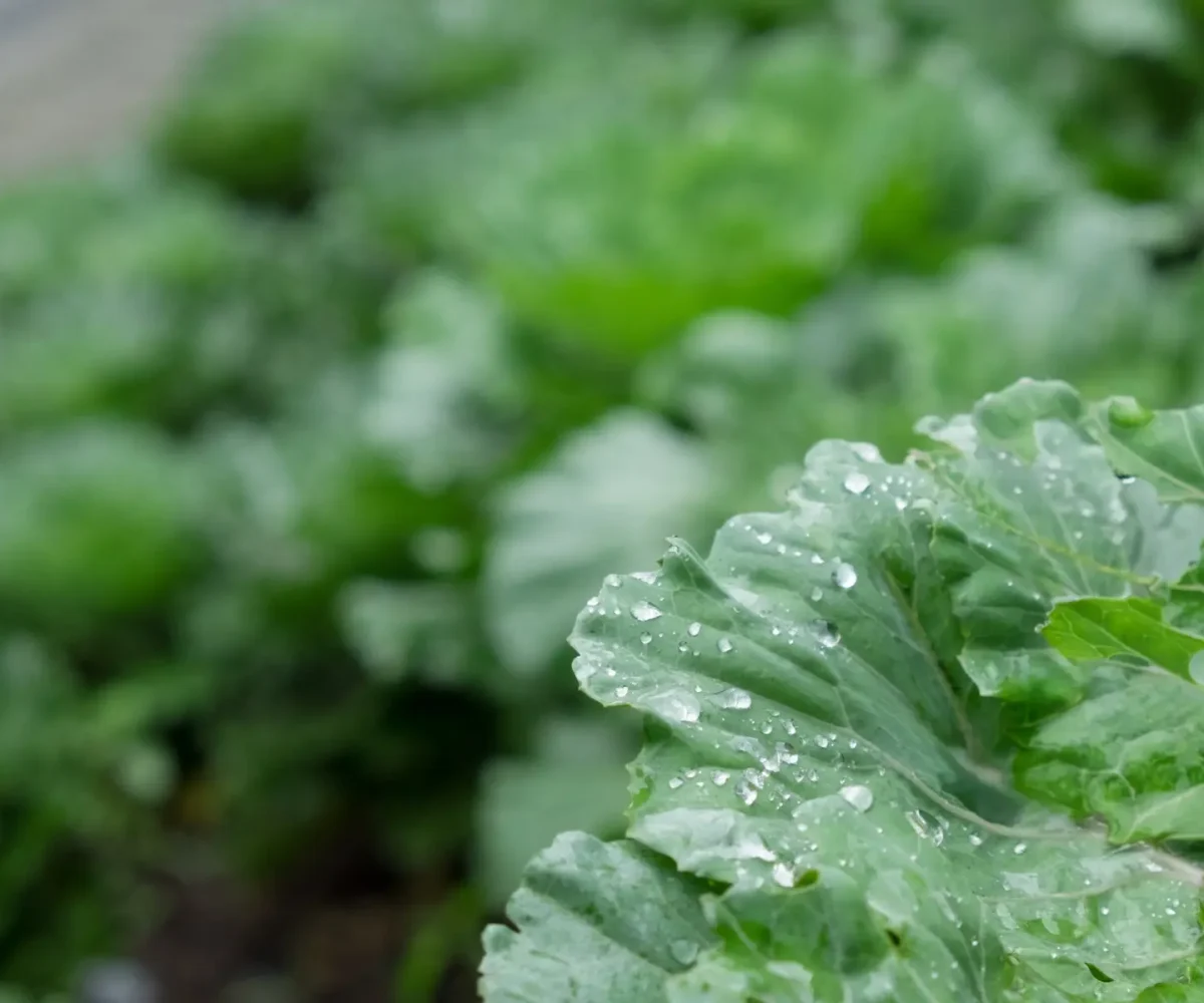 water drop vegetable kopia
